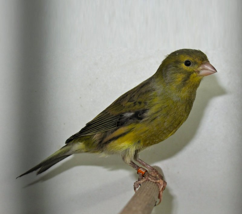 Japon Hoso Canary Turkey