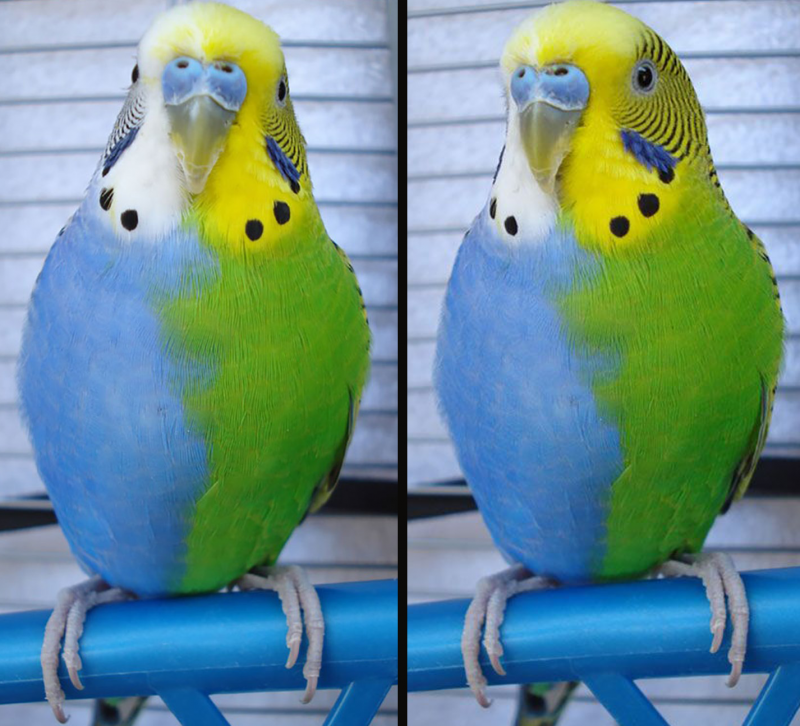 Monk Parakeet