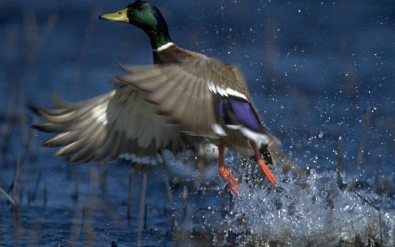 Утка взлетает с воды