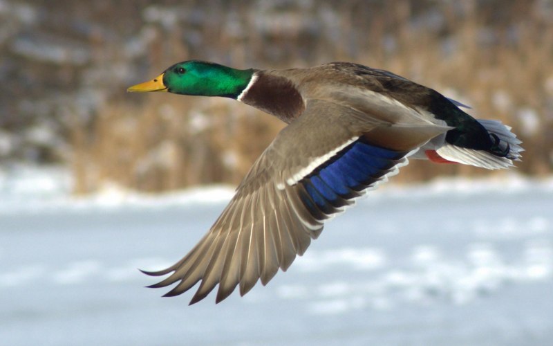 Mallard Trophy