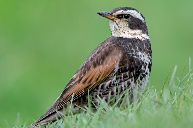 Дрозд-отшельник (Catharus guttatus)