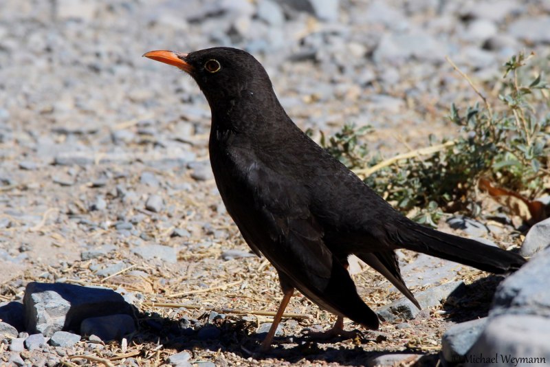 Turdus Merula