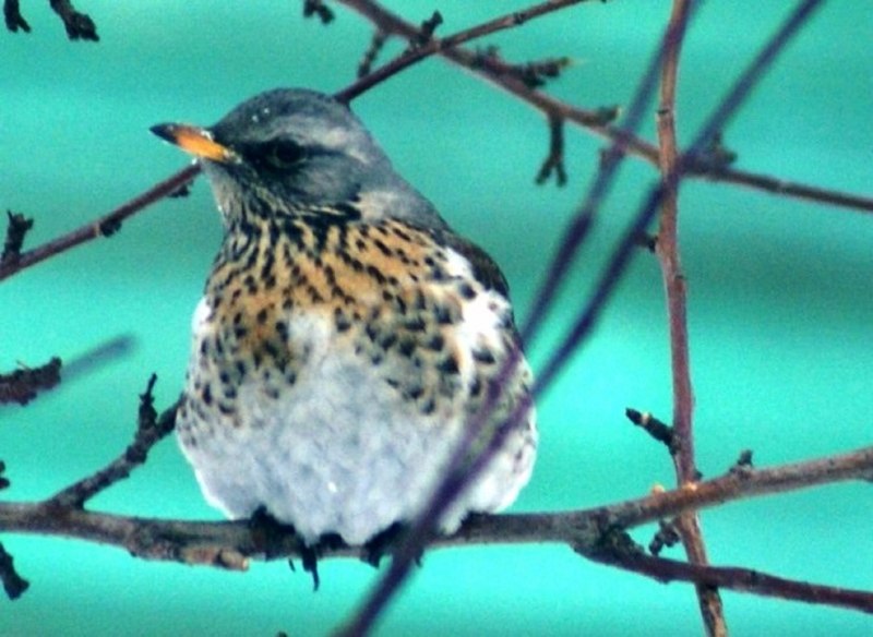Turdus philomelos