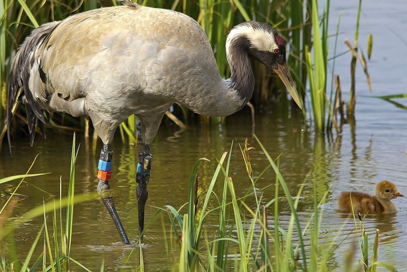 Яйцо Grus communis