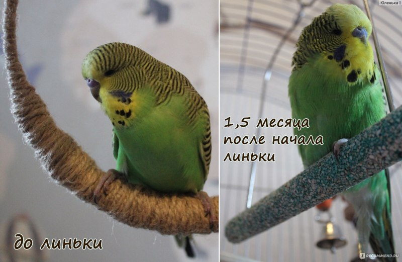 Попугай Чех первая линька