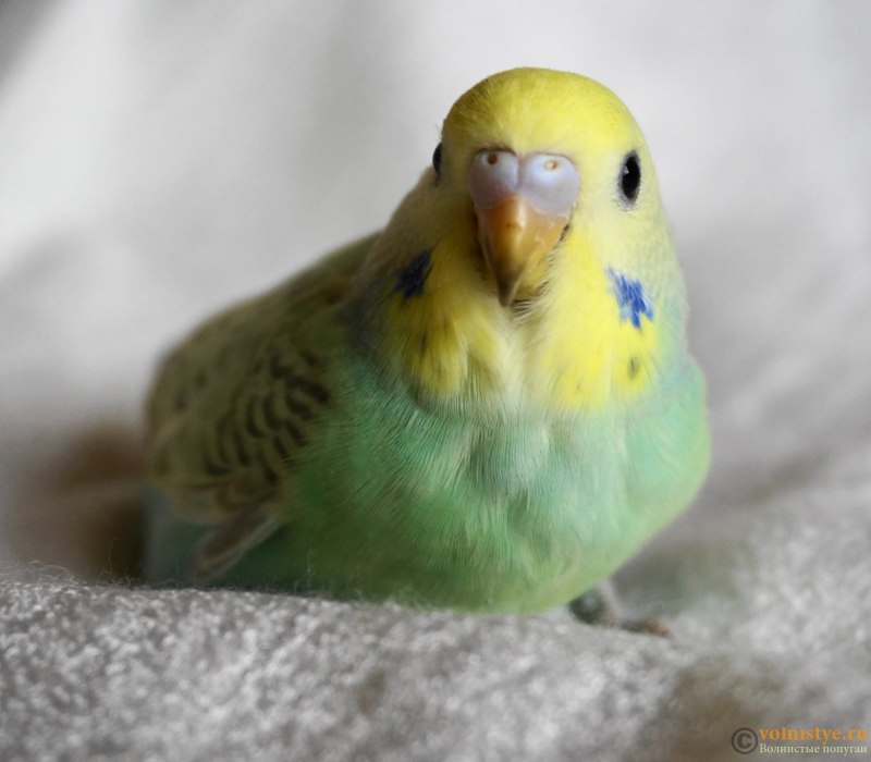 Нежный попугай Budgies