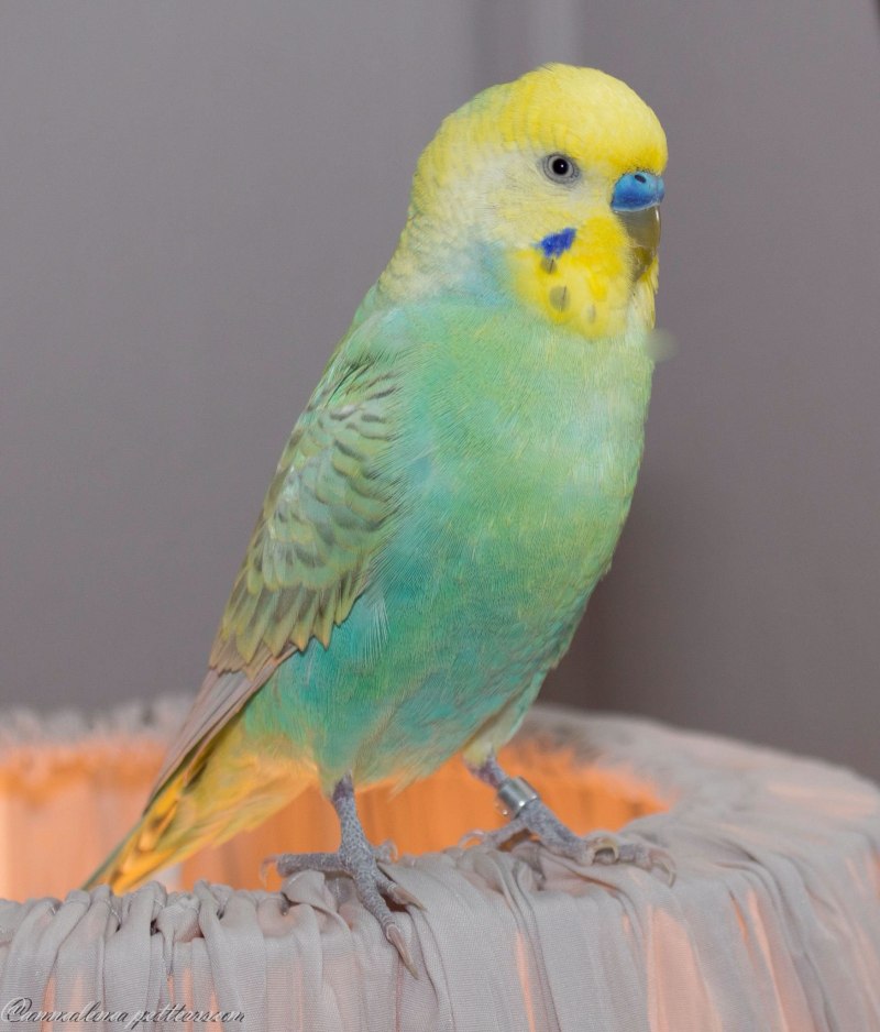 Попугайчик волнистый (Melopsittacus undulatus)