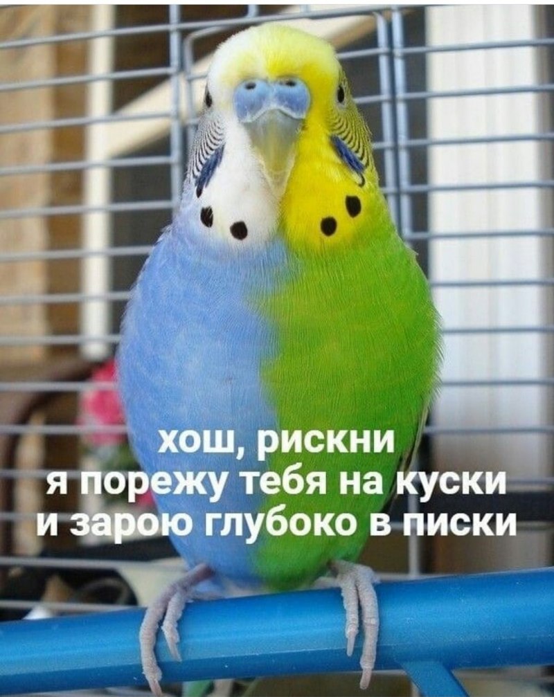 Волнистые попугайчики расцветки
