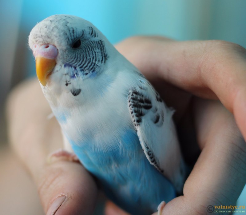 Budgie попугай