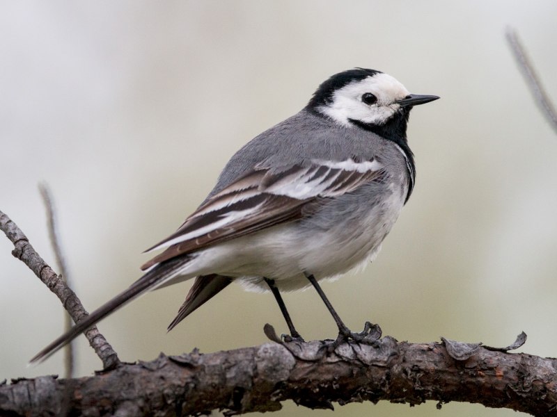 Горная трясогузка (Motacilla cinerea)