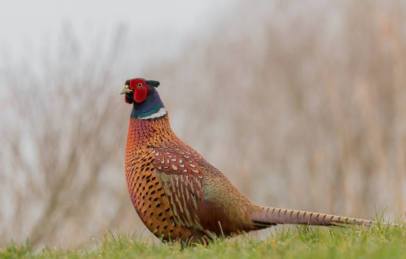 Фазаны (Pheasants)