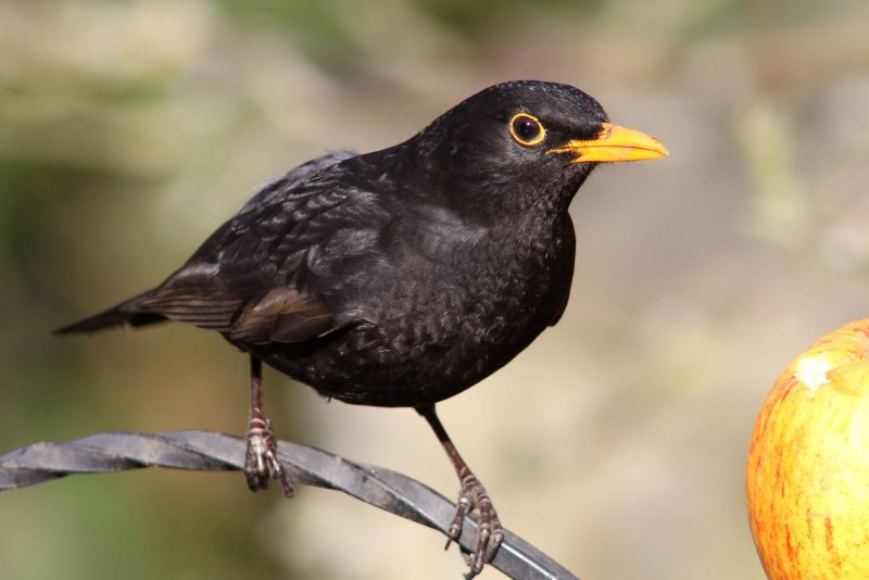 Дрозд чёрный (turdus Merula)