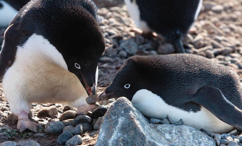 Adélie Penguin