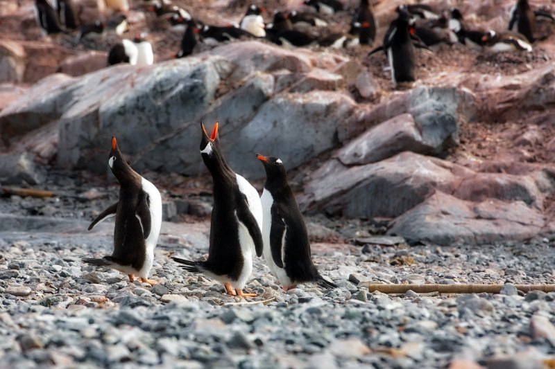 When Penguins turn