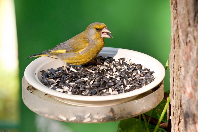 Овсянка обыкновенная - Emberiza citrinella (l., 1758