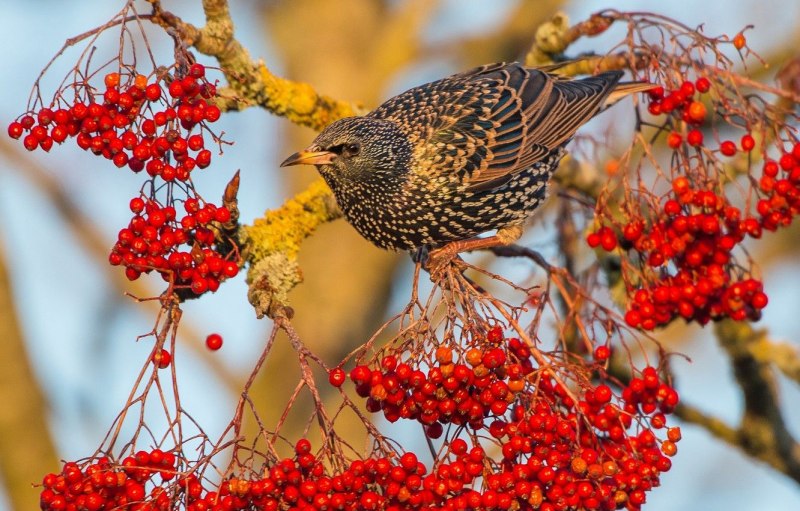 Осень рябина птица (47 фото)