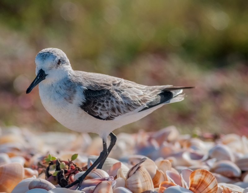Calidris Alba