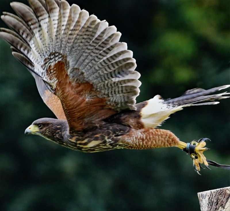 Bird scaring Craker