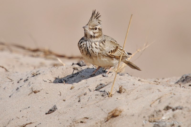 Galerida cristata