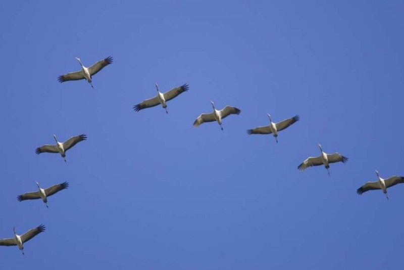 Журавли летят клином (48 фото)