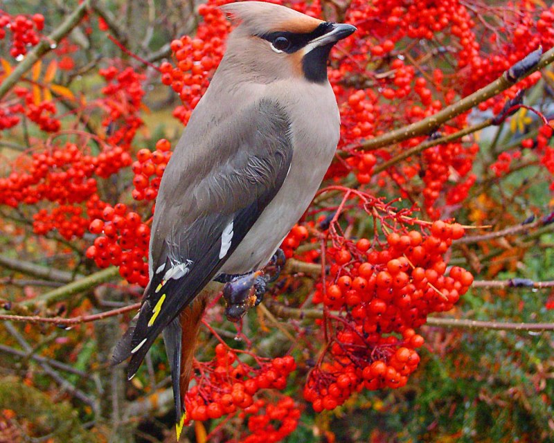 Свиристель обыкновенный (Bombycilla garrulus)