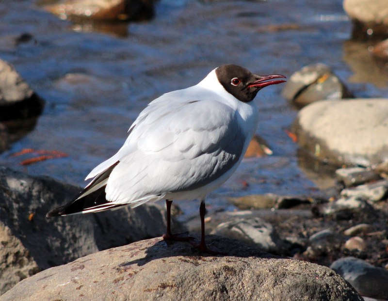 Black headed Gull Балтийское море