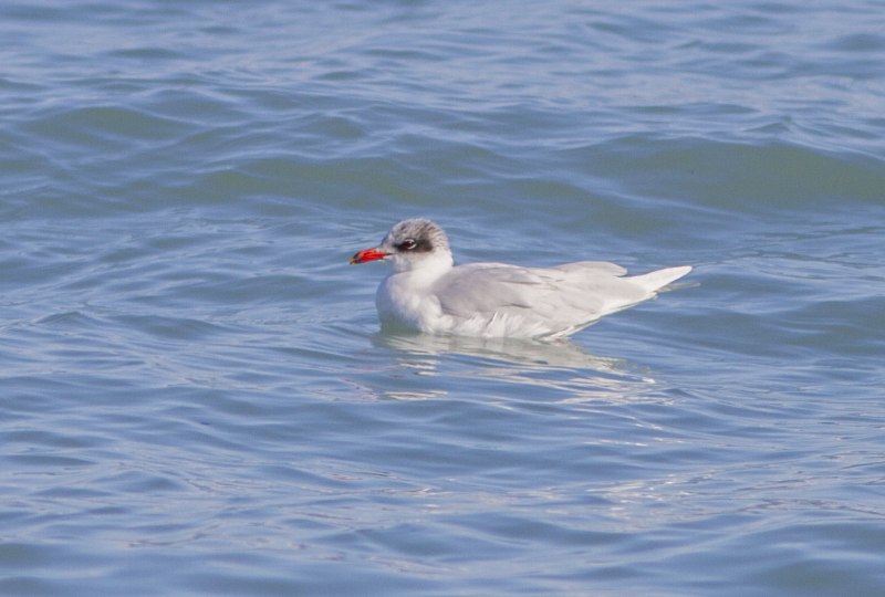 Larus melanocephalus