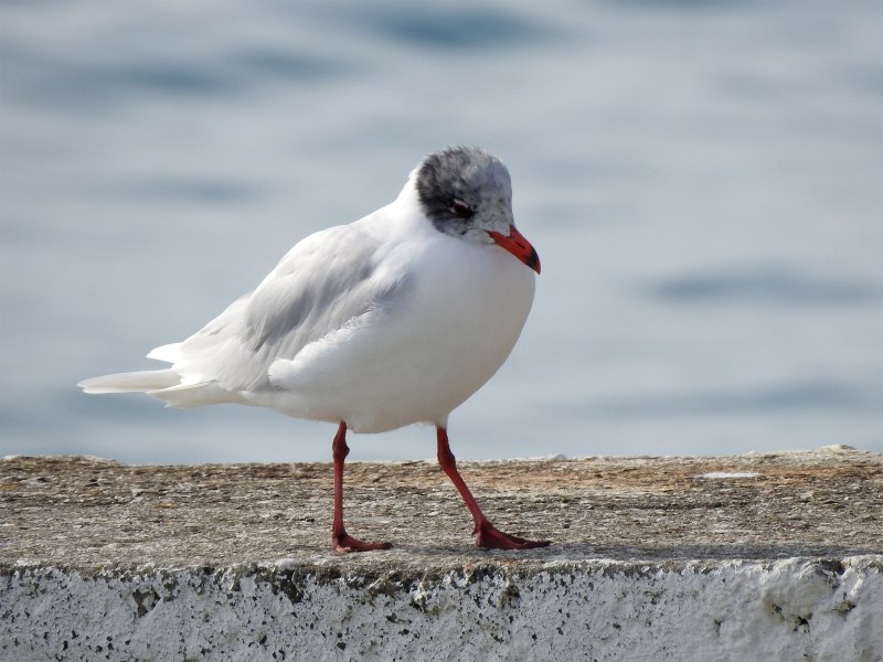 Black headed Gull