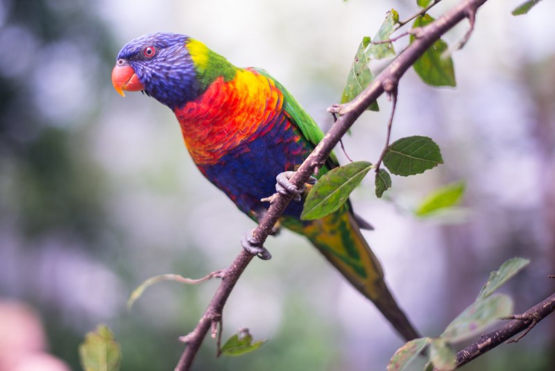Rainbow Lorikeet попугай