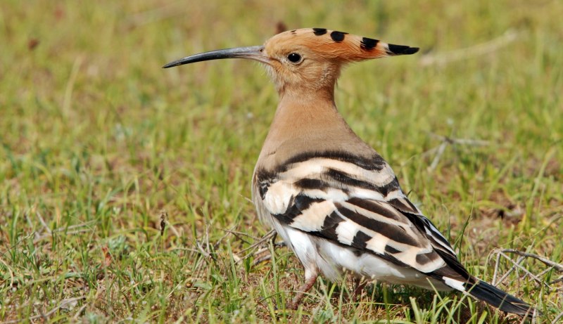 Удод (Hoopoe)