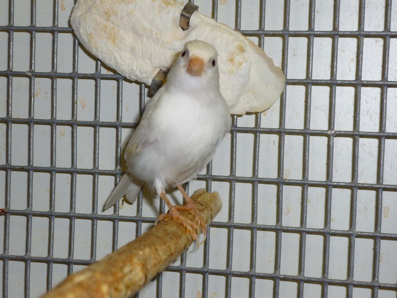 Белая канарейка птица (45 фото)