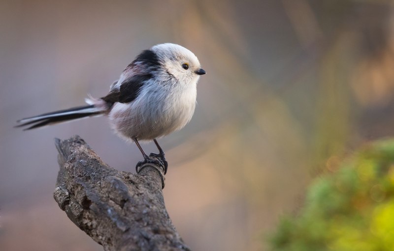 Cracticus nigrogularis