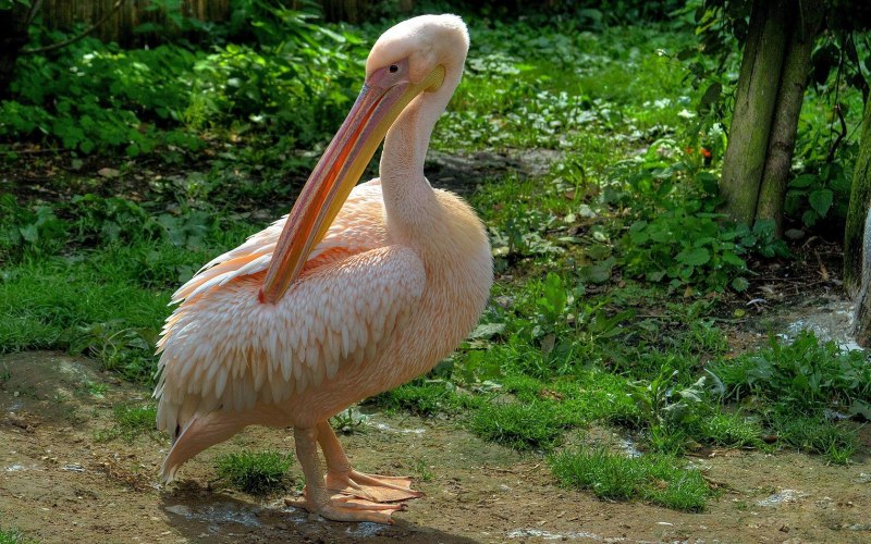Пеликан птицы розовая (37 фото)