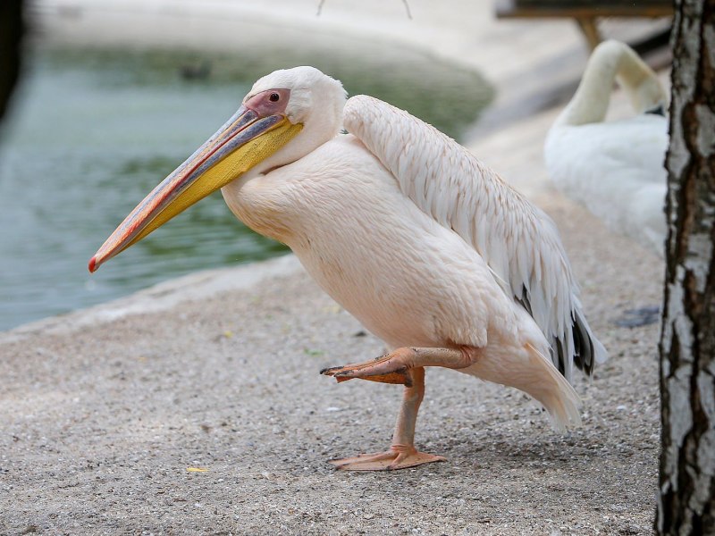 Розовый Пеликан Pelecanus onocrotalus