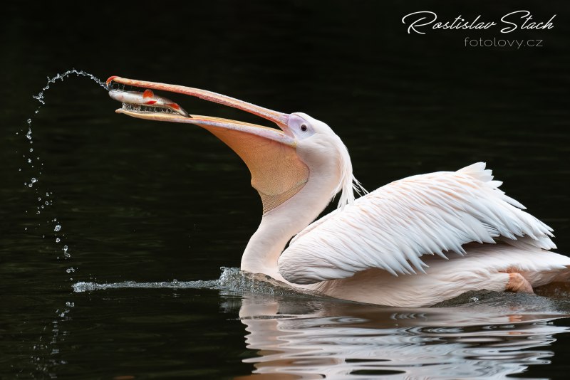 Розовый Пеликан Pelecanus onocrotalus