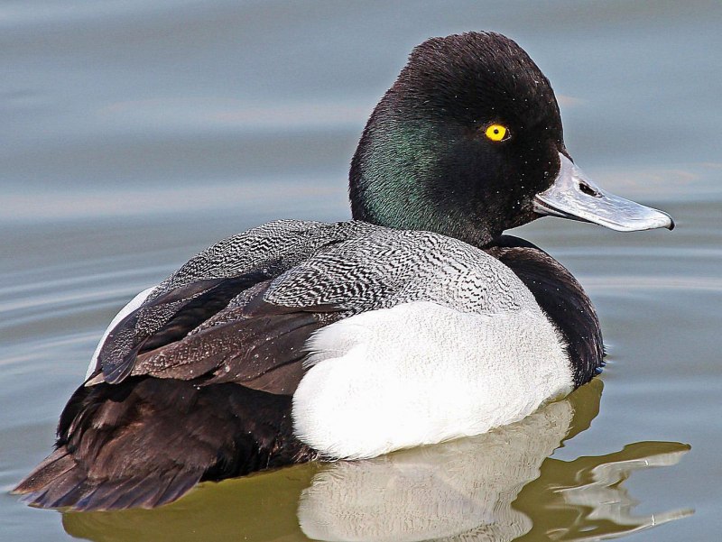The Greater Scaup