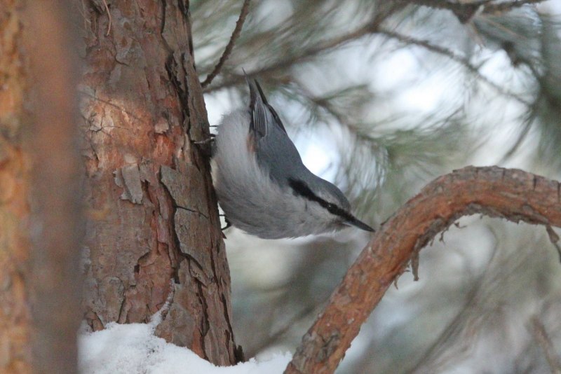 Nuthatch птица фото