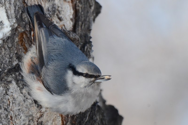 Fauna europaea