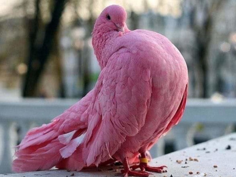 Розовый голубь (43 фото)