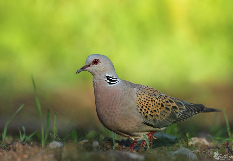Streptopelia Turtur