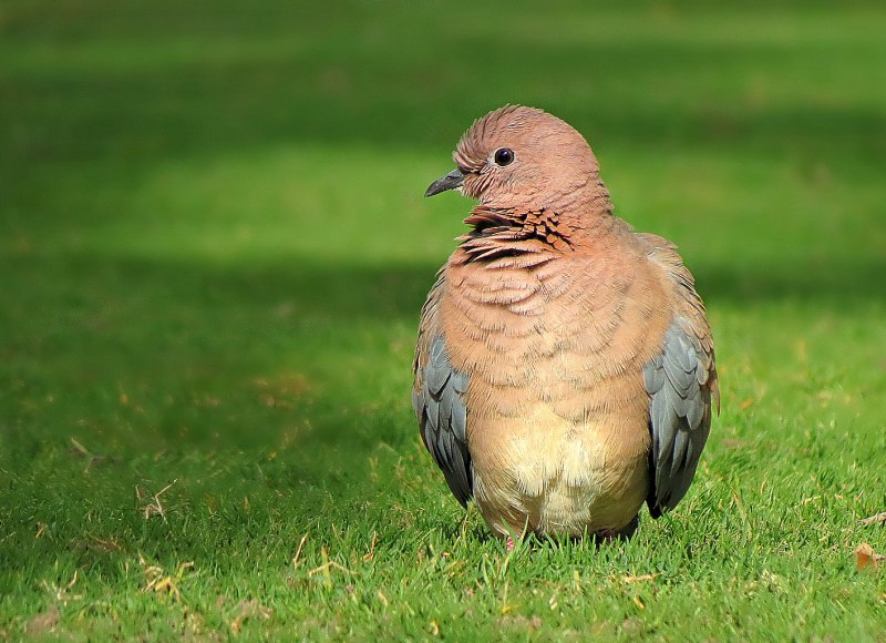 Малая Горлица Streptopelia senegalensis