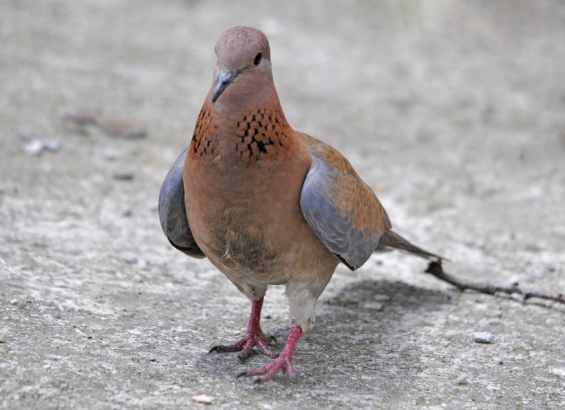 Laughing dove