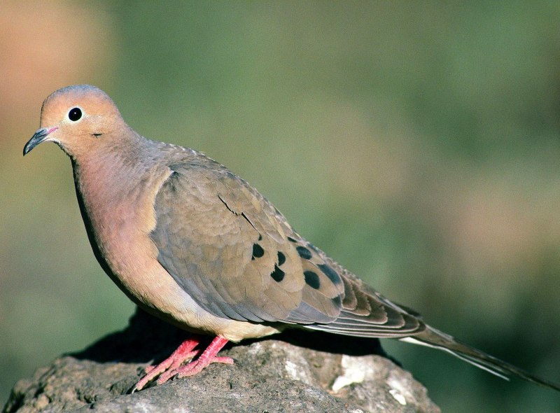 Mourning dove птица