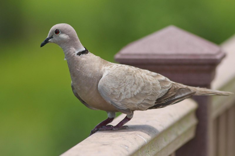 Streptopelia decaocto