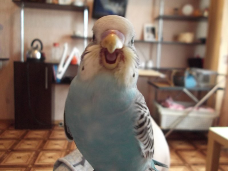 Офигевший попугай