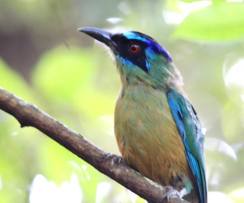 Baryphthengus Martii