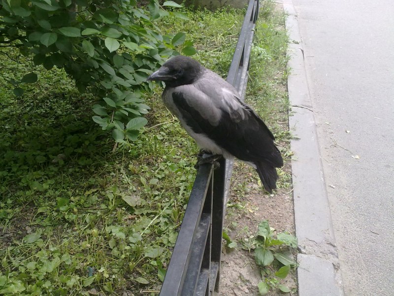 Ворона на заборе