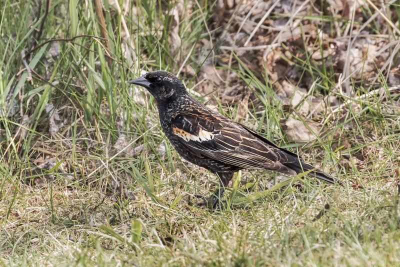 Euphagus carolinus
