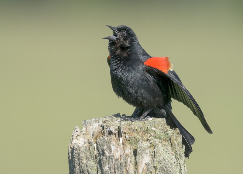 Blackbird Blackbird Hawaii