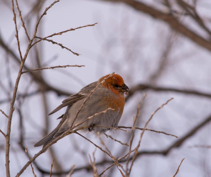 Клёст-Сосновик Loxia pytyopsittacus